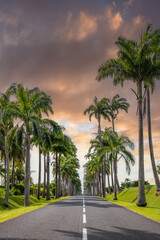 Fototapeta na wymiar The famous palm tree avenue l’Allée Dumanoir. Landscape shot from the middle of the street into the avenue. Taken at a fantastic sunset. Grand Terre, Guadeloupe, Caribbean