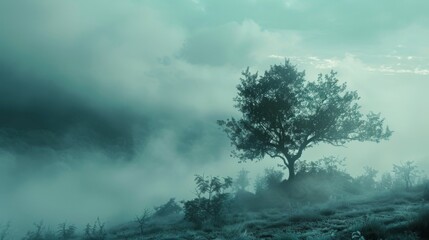 misty morning and tree in fog