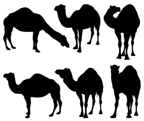 Camel set