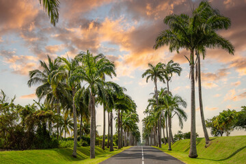 The famous palm tree avenue l’Allée Dumanoir. Landscape shot from the middle of the street into...