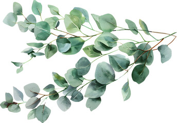 Watercolor Eucalyptus Foliage on White Background - Delicate Botanical Clipart for Nature-Inspired Design - obrazy, fototapety, plakaty