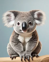 Fotobehang Baby koala portrait © lynea