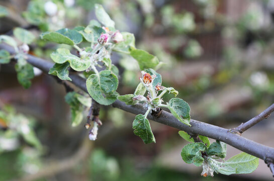 An apple tree branch damaged by the apple blossom beetle (Anthonomus pomorum) and honeyweed (Cacopsylla mali)