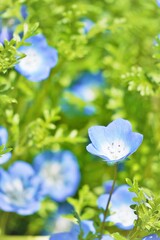 屋外で美しく咲くブルーのネモフィラの花、縦