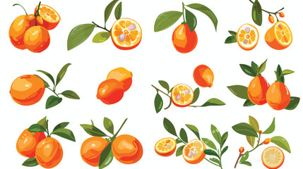 Vector of kumquat and citrus icon