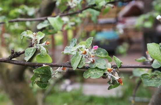 An apple tree branch damaged by the apple blossom beetle (Anthonomus pomorum) and honeyweed (Cacopsylla mali)