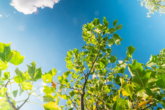 Green leaves on a tree branch infront of a sky View