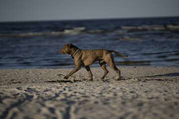 Riga, Latvia - September 09 2023: a dog walking on the beach with a leash in its mouth.