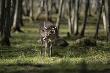 Riga, Latvia - September 09 2023: a deer standing in the middle of a forest filled with trees.