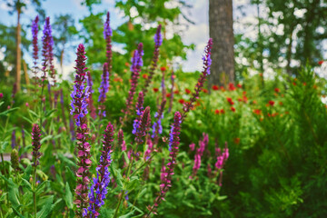 Pink magenta sage salvia flowers,spring meadow,lush vegetation