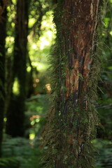 Tree trunk in New Zealand forest - overgrown with greenery