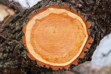 Cutting down a willow tree trunk. Cross section of a tree with thick bark