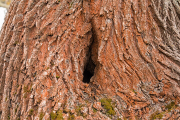 Hole in the trunk of an old large tree with rough bark