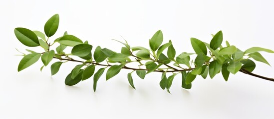 A closeup shot of a green leafy branch against a white background, showcasing the beauty of a terrestrial plant in detail - obrazy, fototapety, plakaty