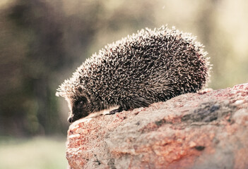 hedgehog on a rock © Карина Кирина