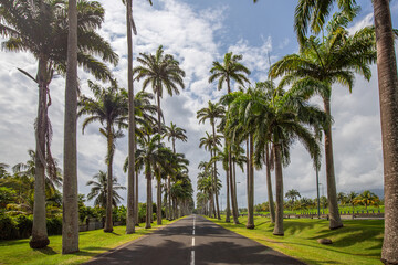 Fototapeta na wymiar The famous Pallem allee l’Allée Dumanoir. Landscape shot from the middle of the street into the avenue. Taken on a changeable day.Grand Terre, Guadeloupe, Caribbean