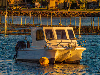 Cabined Cat In Front Of Oyster Farm - obrazy, fototapety, plakaty