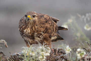 Beautiful close-up portrait of a buzzard looking straight ahead moulting its plumage perched on a rock with vegetation on the sides on a day of dense fog in Spain, Europe