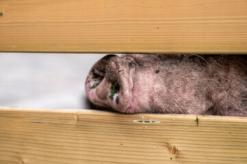pig snout nose trough a wooden fence