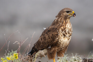 Beautiful close-up portrait of a buzzard with its tongue stuck out and a piece of meat on it shedding its plumage with vegetation on the sides on a day of dense fog in Spain, Europe