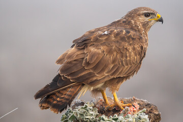 Beautiful close-up side portrait of a Buzzard looking laterally moulting its plumage perched on a rock with meat in its claws and with vegetation on the sides on a day of dense fog in Spain, Europe