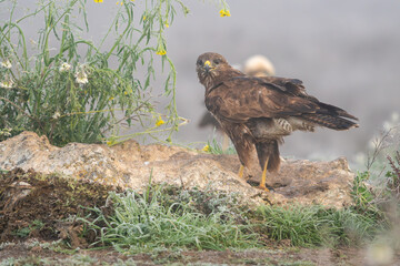 Beautiful close-up side portrait of a buzzard looking straight ahead moulting its plumage perched on a rock and with different plants on the sides on a day of dense fog in Spain, Europe