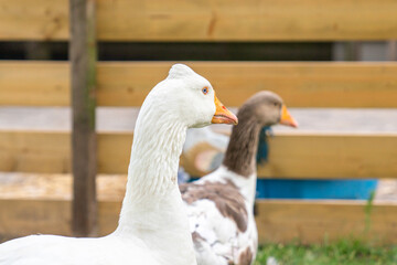 white goose on the green grass in the garden