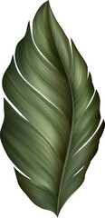 Tropic Leaf Banana