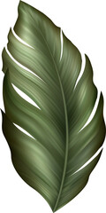 Tropic Leaf Banana