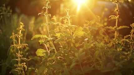 The first light of dawn gently caresses an herb garden, illuminating the dewy leaves and capturing the essence of a new day's fresh potential. - obrazy, fototapety, plakaty