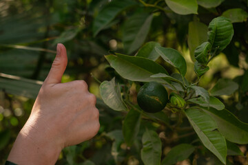 A hand shows like, next to a lime tree, advertising fruit, healthy eating, organic food, and kitchen and home products.