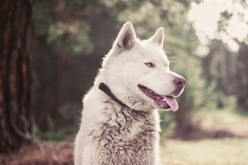 Obraz premium portrait of husky