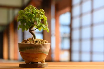 Fotobehang Bonsai 日本のミニ盆栽のイメージ  © Ichiro