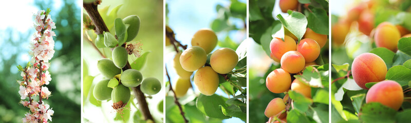 Set of apricot growth stages. Visual set of all apricot stages from flower to ripe apricot.