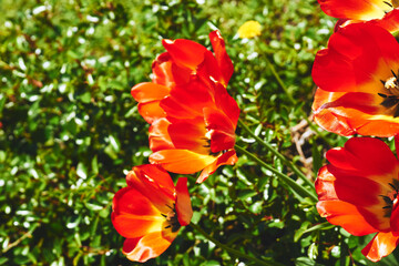 Red nice spring delicate tulips, red flowers on a green lawn,meadow
