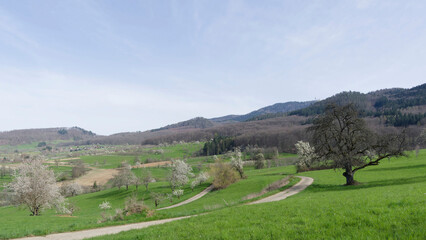 Amazing view of Margraves'Land. Eggener valley with the cherry blossom path between Kandern,...