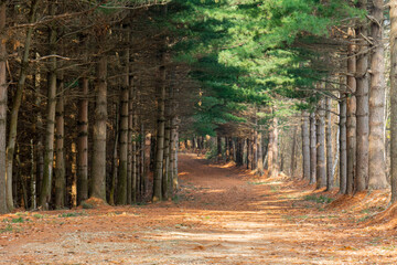 Un magnifico e largo sentiero in un bosco di conifere lungo il cammino di Oropa, Piemonte, Italia,...
