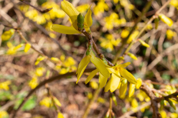 Yellow blooming forsythia with flowers in spring