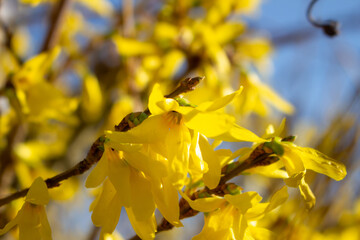 Yellow blooming forsythia with flowers in spring