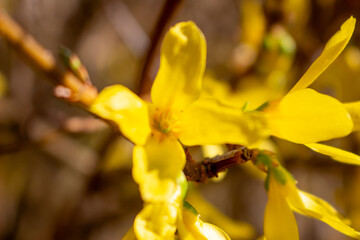 Yellow blooming forsythia with flowers in spring