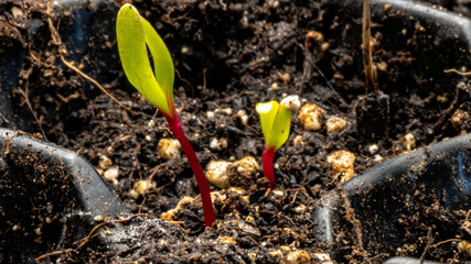Beetroot seedlings for an organic garden thrive in nutrient-rich, composted soil. Grown from...