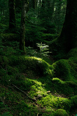 長野県　白駒の池・苔の森