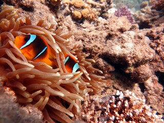 Clown fish from the red sea