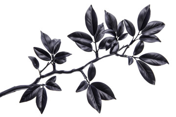 Obraz premium Glossy Black leaves flowers for luxury decoration element isolated on background, shiny botanical plant, summer beautiful bouquets.