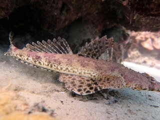 crocodile fish of red sea