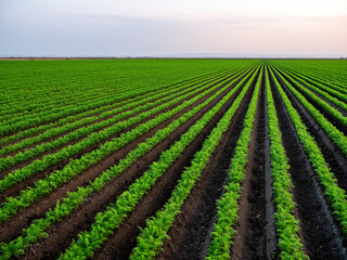 Lush green agricultural carrot crops in neat rows under a colorful sunset sky