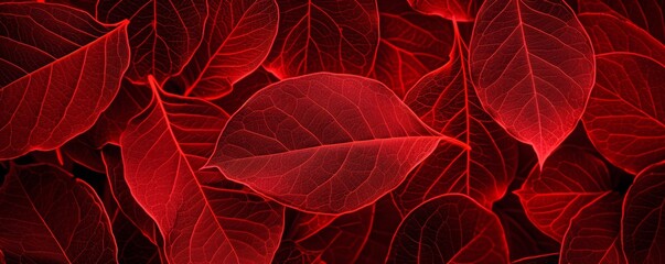 Red glowing leaves with detailed veins - obrazy, fototapety, plakaty