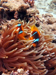 Clown fish from the red sea