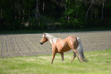 Freiheit. Schönes Pferd läuft frei über eine sommerliche Wiese