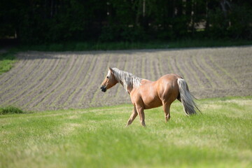 Freiheit. Schönes Pferd läuft frei über eine sommerliche Wiese